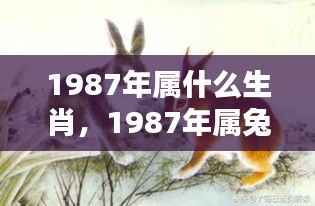 1987年属兔运势解析,生肖兔的运势与特点分析