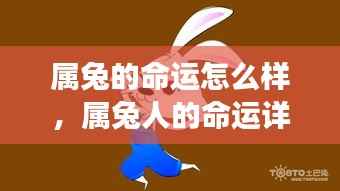 属兔人的命运详解,星象指引下的灿烂人生之旅