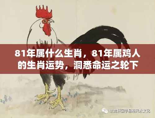 揭秘生肖运势,揭秘属鸡人的命运机遇与挑战,探寻生肖鸡在命运之轮下的表现