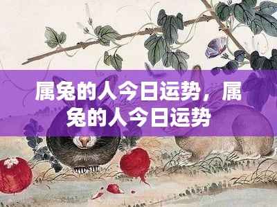 属兔人今日运势详解