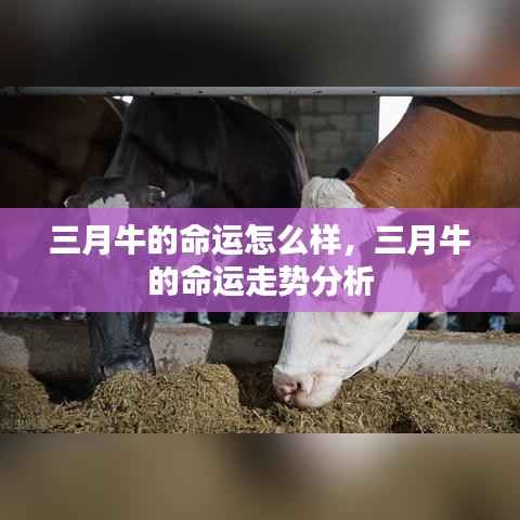 三月牛的命运走势详解,运势分析与预测