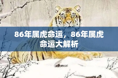 86年属虎命运深度解析,揭秘命运走势与个性特质