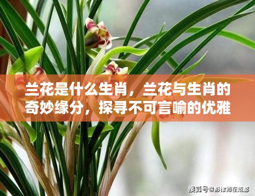 兰花与生肖的奇妙缘分，优雅与运势的探寻之旅