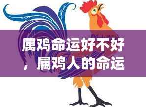 属鸡人的命运详解,曙光初照,命运波折与转机解析
