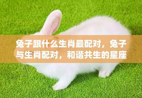 兔子生肖的最佳配对生肖与和谐星座情缘解析
