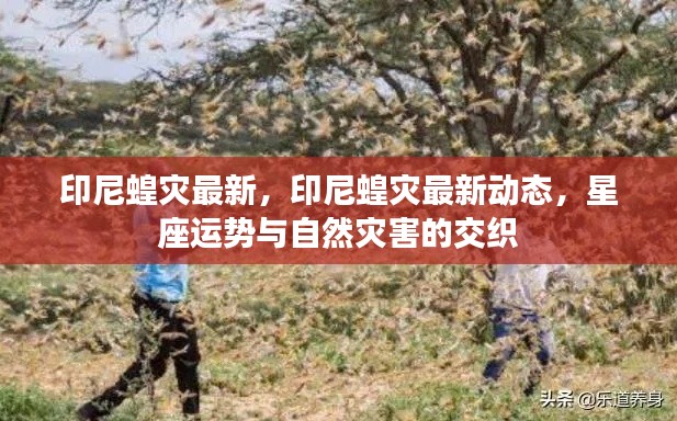 印尼蝗灾最新动态,星座运势与自然灾害的交织影响