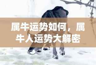 属牛人的运势大解密,如何翻转跃升,牛气冲天?