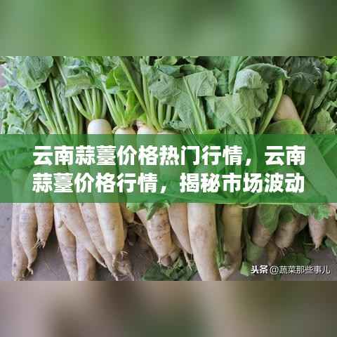 揭秘云南蒜薹价格行情背后的市场波动原因及热门行情分析