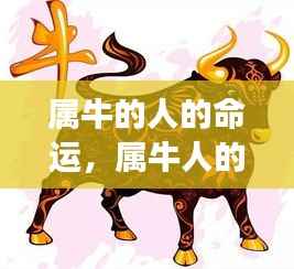 属牛人的命运走势,稳健前行,收获与成长共舞