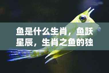 生肖鱼跃星辰的独特运势解析