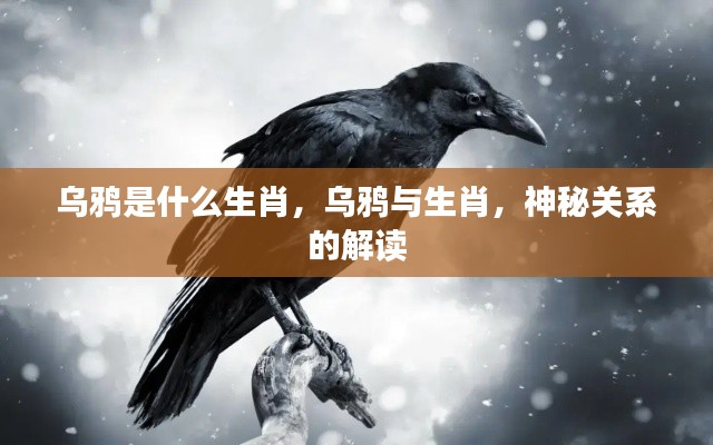 乌鸦与生肖，神秘关系的解读揭秘