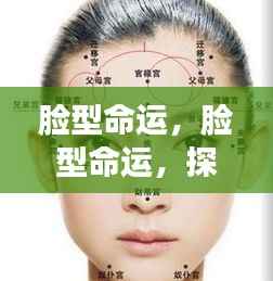 脸型命运之谜,探索面部轮廓背后的运势奥秘