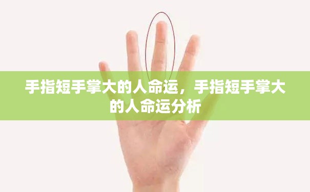 手指短手掌大的人命运解析与解读