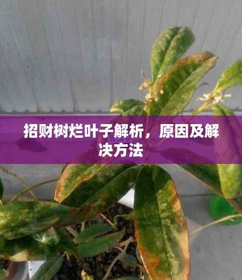 招财树烂叶子解析,原因及解决方法