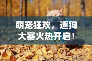 萌宠狂欢,遛狗大赛火热开启!