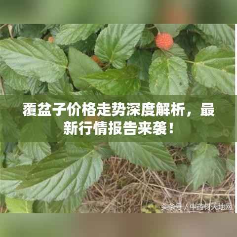 覆盆子价格走势深度解析,最新行情报告来袭!