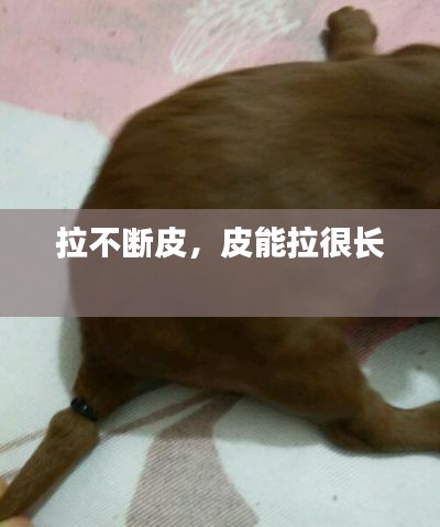 拉不断皮,皮能拉很长