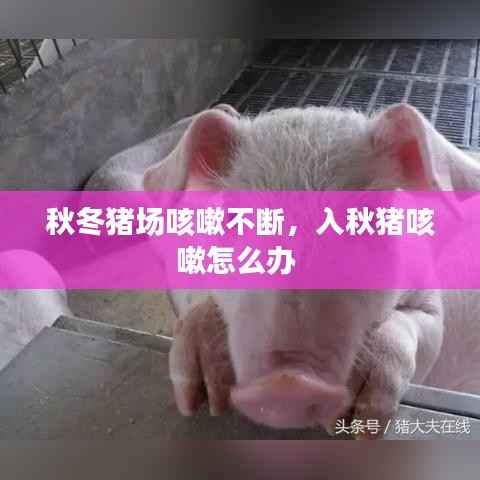 秋冬猪场咳嗽不断,入秋猪咳嗽怎么办