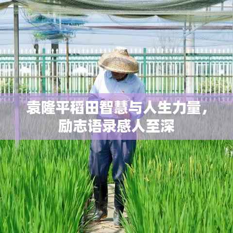 袁隆平稻田智慧与人生力量,励志语录感人至深