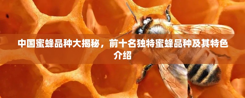 中国蜜蜂品种大揭秘,前十名独特蜜蜂品种及其特色介绍